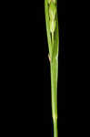 Acid-loving sedge